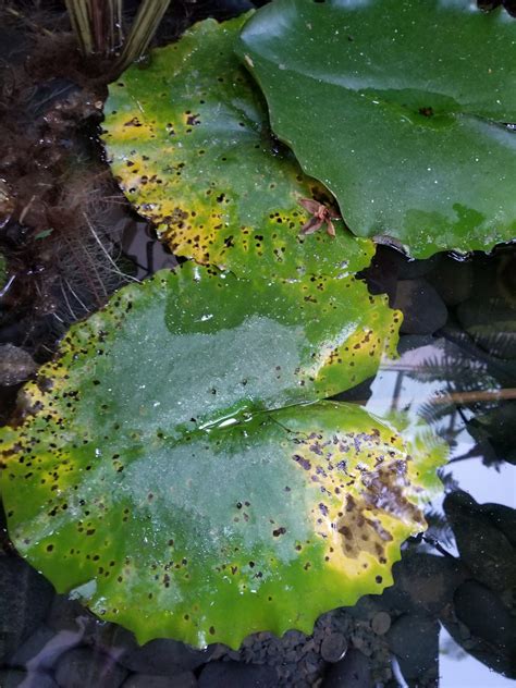 Water lily: Fungal leaf spot | Scot Nelson | Flickr