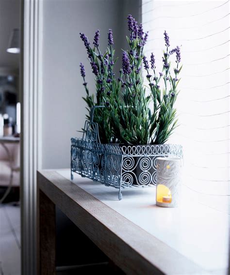 Can I grow lavender indoors? How it can boost sleep and wellbeing ...