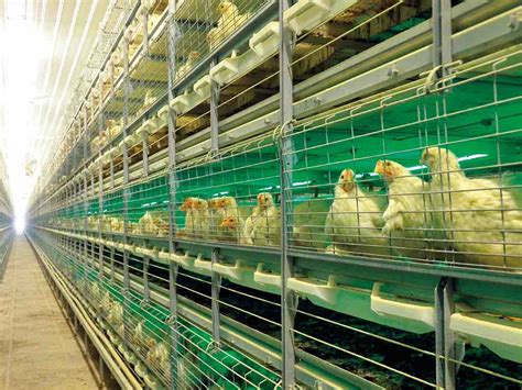 Broiler Cage System – KanabeFarm