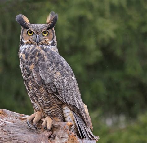 8 Species of Owl in Ohio - Bird Advisors