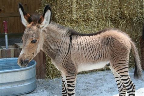 What a nice zonkey.