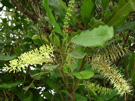 Macadamia integrifolia (Australian Nut, Macadamia, Macadamia Nut, Queensland Nut) | North ...