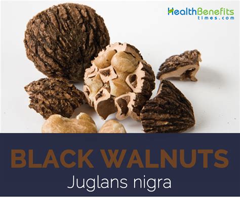 Black Walnut facts and health benefits