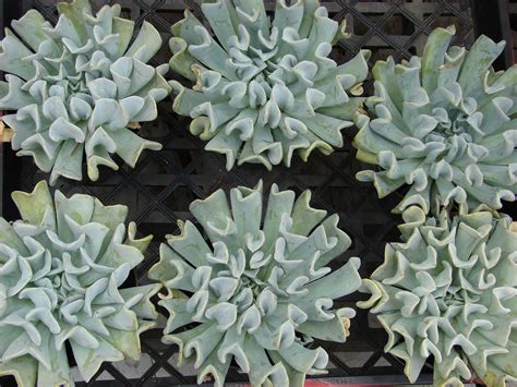 The Most Unusual Succulent Plants for Your Garden