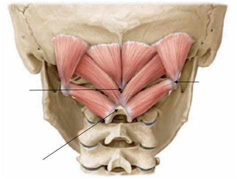 Suboccipital Muscles Attachments Actions Innervation, 54% OFF