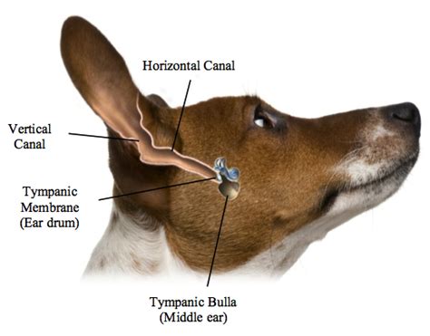 Ear Infections – Dallas' Cornerstone Animal Clinic