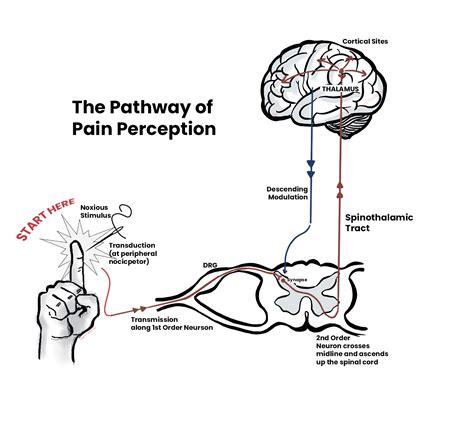 Pain and Placebo Physiology | PM&R KnowledgeNow