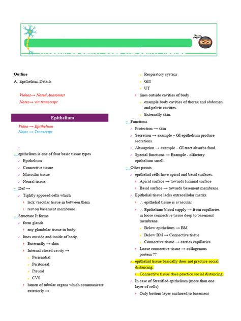 Epithelium - Noted Anatomist - Location + Mnemonics | PDF | Epithelium ...