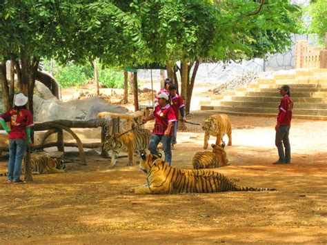 KANCHANABURI, THAILAND - April 25, 2017 Tiger in Tiger Temple ...