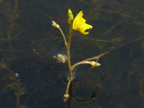 Toronto Wildlife - More Common Bladderwort