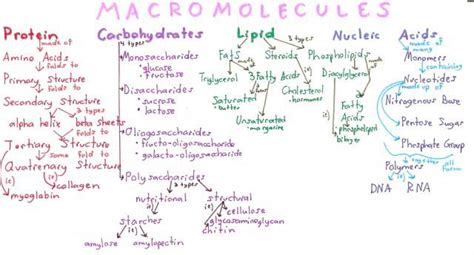 Macromolecule Overview Concept Map | Macromolecules, Study biology