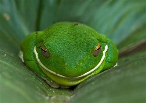 White Lipped tree frog | Smithsonian Photo Contest | Smithsonian Magazine