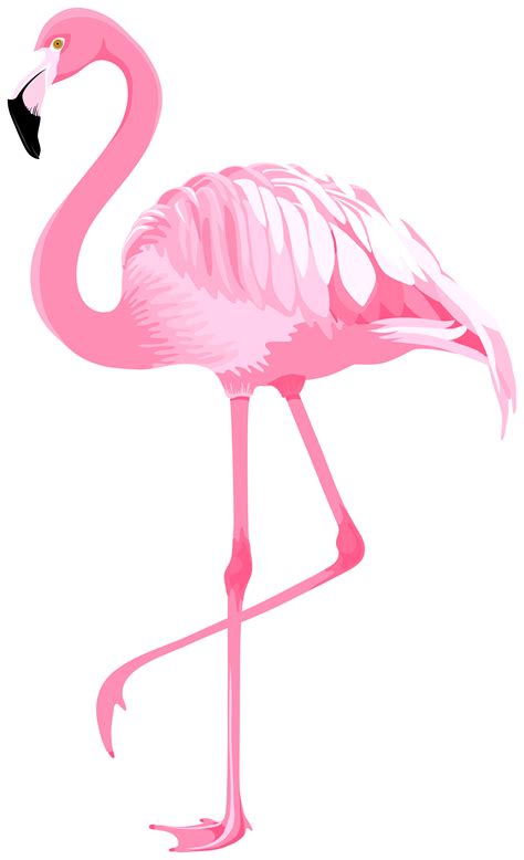 clipart flamingo bird 10 free Cliparts | Download images on Clipground 2024