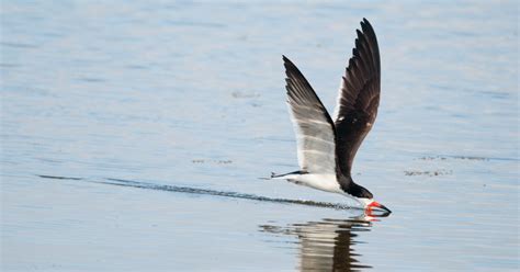 Black Skimmers: 4 Cool Things about these Florida Birds - Cannons Marina