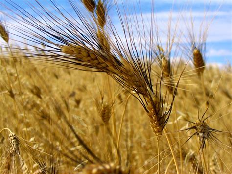 French researcher comes to the Sask. durum belt