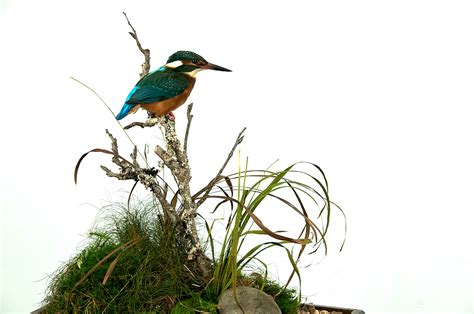 Kingfisher Taxidermy - Small Bird Kingfisher Taxidermy Mount