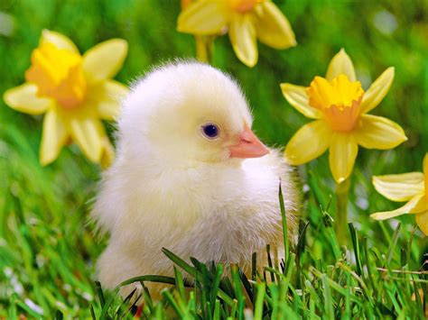 Cute Chicken Baby HD desktop wallpaper : Widescreen : High Definition : Fullscreen