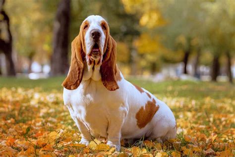 European vs. American Basset Hound: What's the Difference?