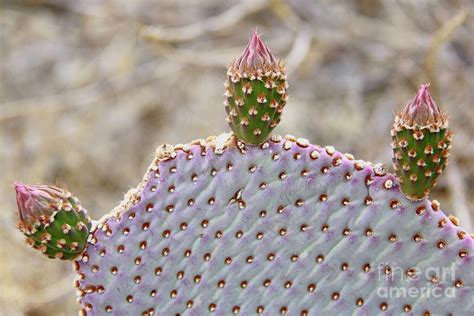 Paddle Cactus 2 Photograph by Suzanne Oesterling - Fine Art America