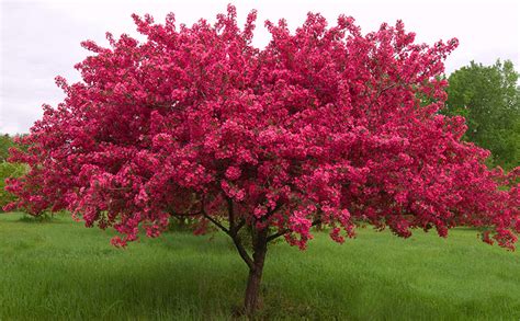 The Crabapple Tree ‹ Literary Hub