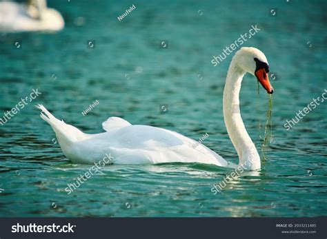 8,694 Swan Eating Images, Stock Photos & Vectors | Shutterstock