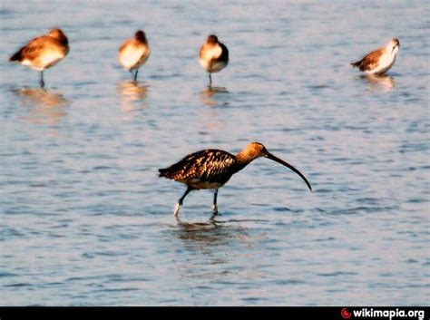 Airoli Bridge birding areas | water, creek