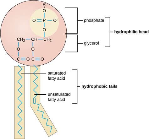 Lipids · Microbiology