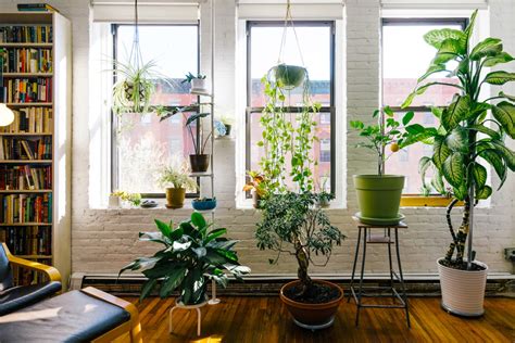 a living room filled with furniture and a potted plant on top of a table