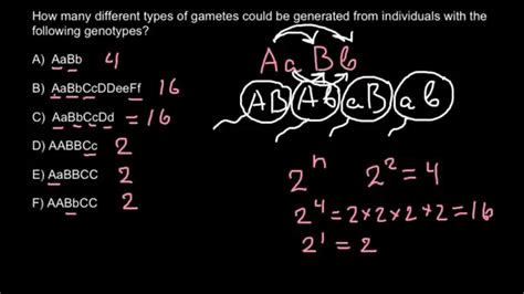 Gametes and genotypes simple formula for exam - YouTube