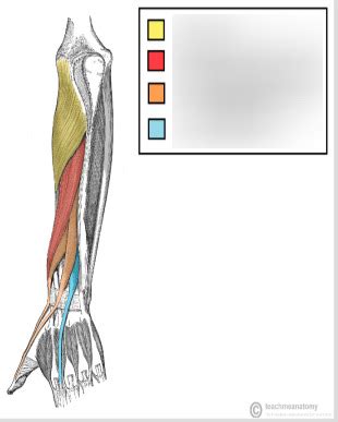 Deep Forearm Extensor Muscles Diagram | Quizlet