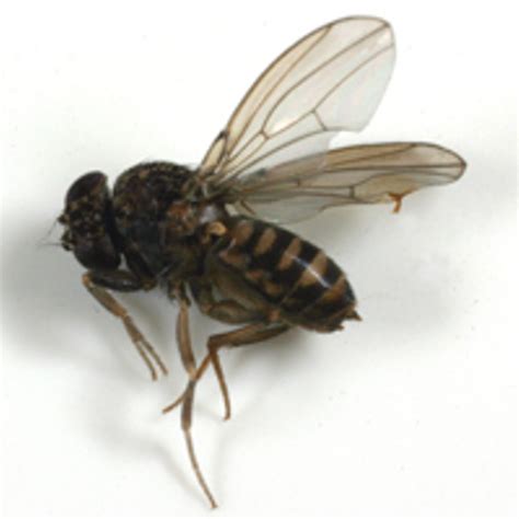 How to get rid of fruit flies in your house - AgriLife Today