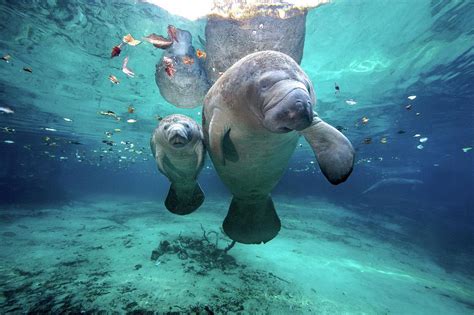 West Indian Manatees Photograph by James R.D. Scott