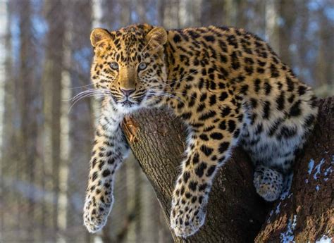 Amur Leopard - A-Z Animals