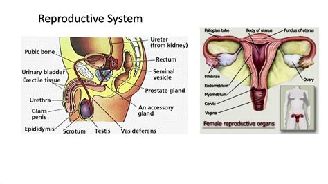 Reproductive System