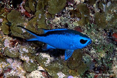 Blue Chromis, Chromis chromis - Tim's Tropical Fish and Aquariums