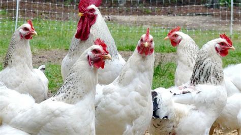 Delaware Chicken Breed Guide: Raising, Weight, Meat and Egg Production