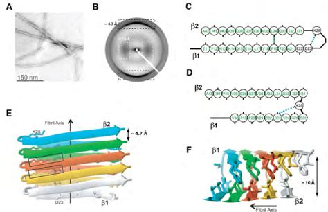 Structural model of A 42 amyloid fibrils. (A)Electron microscope image... | Download Scientific ...