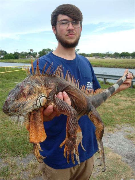 Guided Iguana Hunting Florida