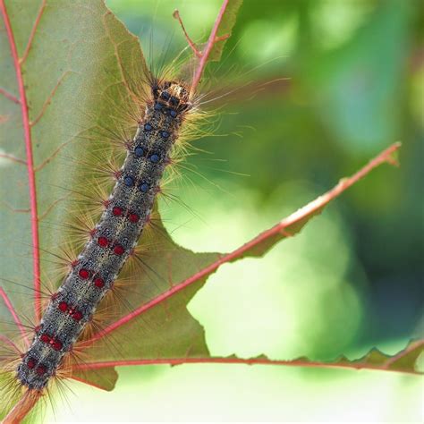 Spongy Moth (Lymantria Dispar Dispar) – City of Toronto