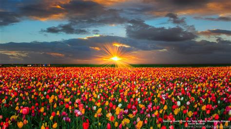 Flowers: Sunrise Tulip Field Flowers Tulips Nature Flower Fields ...