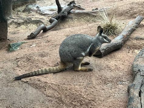 See the Aussie Big 5 at WILD LIFE Sydney Zoo - Newy with Kids