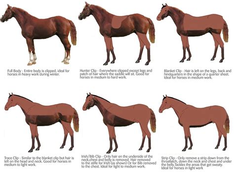 Horse Clipping: Your 'need to know' guide | Horse clipping, Horses, Horse info