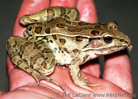 Southern Leopard Frog (Lithobates sphenocephalus) – Amphibians and Reptiles of Iowa