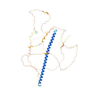 FOS Gene - GeneCards | FOS Protein | FOS Antibody