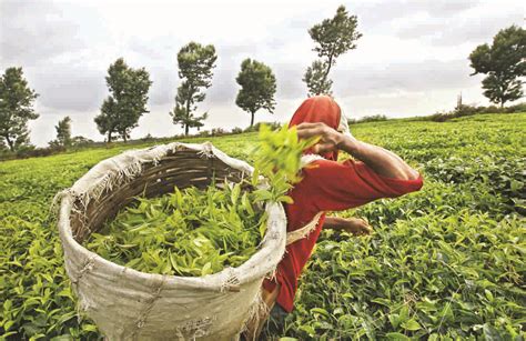 McLeod Russel to sell more Assam tea gardens