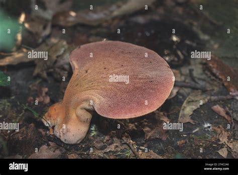 Top view of Fistulina hepatica mushroom (a.k.a. beefsteak fungus). Edible mushroom, rich in ...