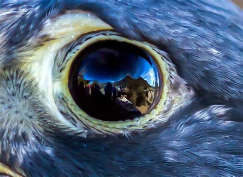 Eye of the Falcon | Shutterbug