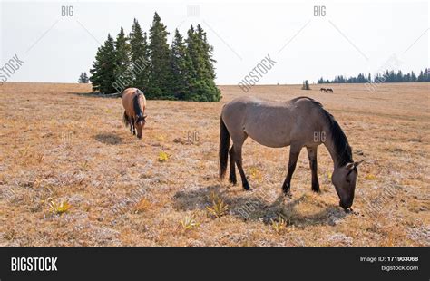 Wild Horses - Grullo Image & Photo (Free Trial) | Bigstock