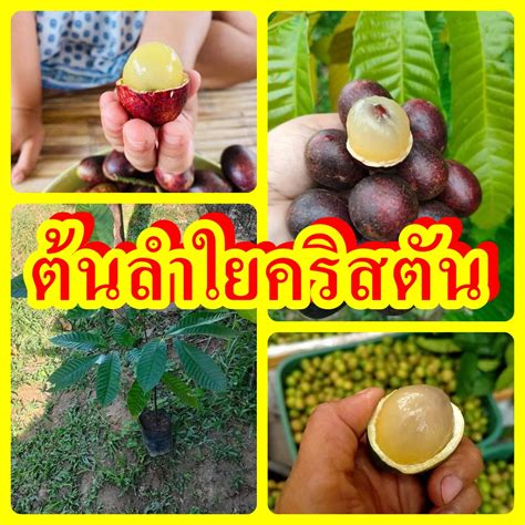 ต้นลำใยคริสตัล รสชาดเงาะผสมลำใย ต้นพันธุ์สูง 40-50 ซม.ปลูกง่าย 3 ปีติดผล รับประกันพันธุ์แท้ 100% ...