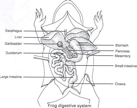 Frog Dissection Diagram 824 x 652 56 kb jpeg frog | Frog dissection, Frog dissection worksheet ...